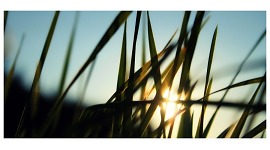 Картина трава закат